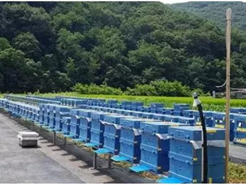 EPP蜜蜂養(yang)殖箱